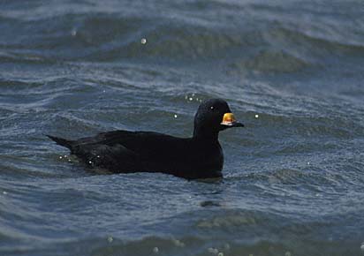 Black Scoter (Melanitta americana) photo image