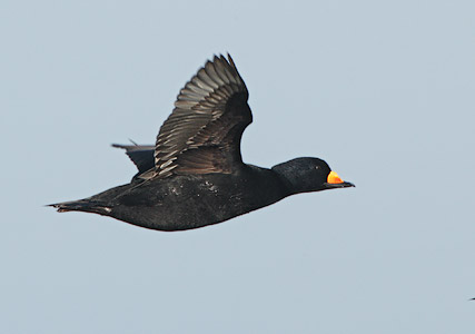 Black Scoter (Melanitta nigra) photo