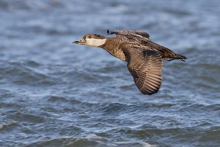 Black Scoter (Melanitta nigra) photo