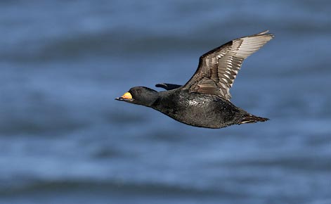 Black Scoter (Melanitta americana) photo image