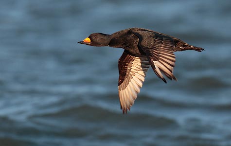 Black Scoter (Melanitta nigra) photo