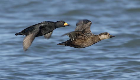 Black Scoter (Melanitta americana) photo image
