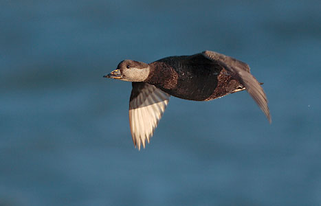 Black Scoter (Melanitta americana) photo image