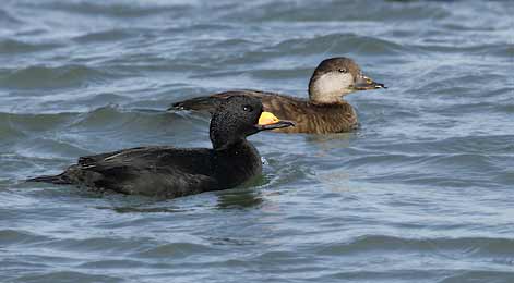 Black Scoter (Melanitta americana) photo image