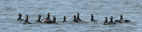 Black Scoter (Melanitta americana) photo image