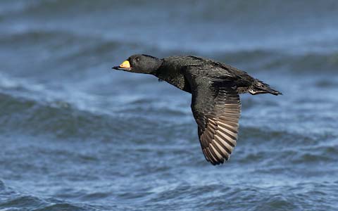 Black Scoter (Melanitta americana) photo image