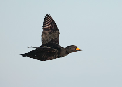 Black Scoter (Melanitta nigra) photo
