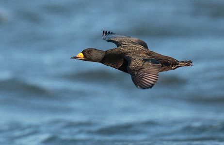 Black Scoter (Melanitta americana) photo image