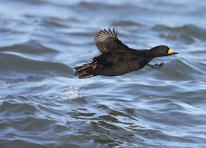 Black Scoter (Melanitta americana) photo image