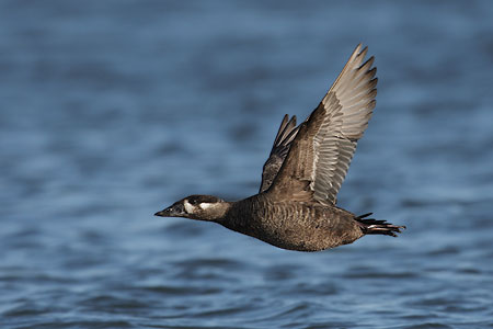 Surf Scoter (Melanitta perspicillata) photo image