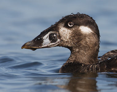Surf Scoter (Melanitta perspicillata) photo image