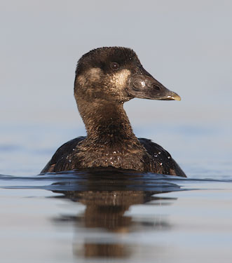 Surf Scoter (Melanitta perspicillata) photo image