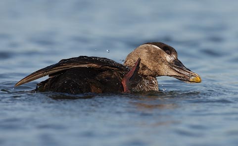 Surf Scoter (Melanitta perspicillata) photo image