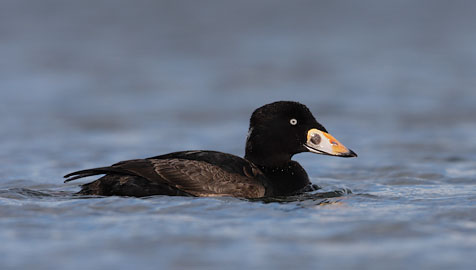 Surf Scoter (Melanitta perspicillata) photo image
