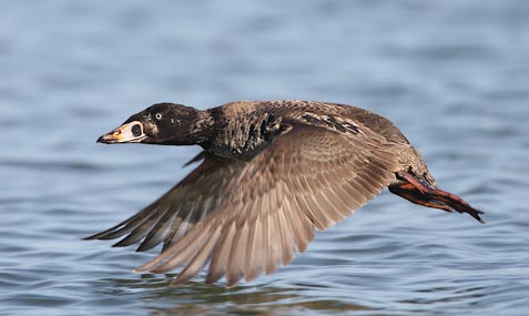 Surf Scoter (Melanitta perspicillata) photo image