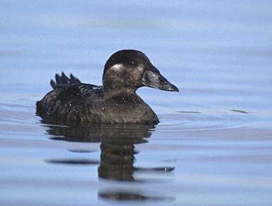 Surf Scoter (Melanitta perspicillata) photo image