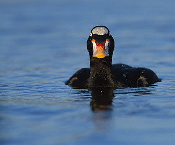 Surf Scoter (Melanitta perspicillata) photo image