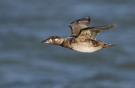Surf Scoter (Melanitta perspicillata) photo image