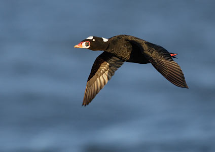 Surf Scoter (Melanitta perspicillata) photo