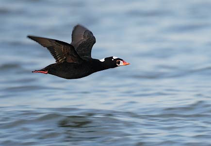 Surf Scoter (Melanitta perspicillata) photo image