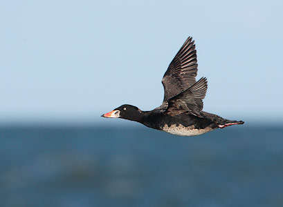 Surf Scoter (Melanitta perspicillata) photo image