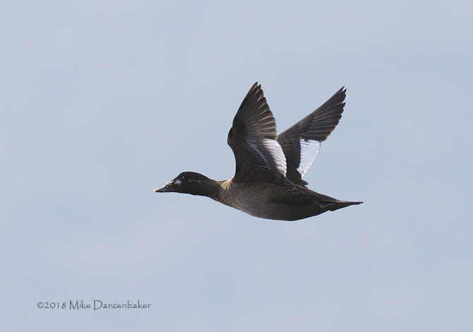 Stejneger's Scoter (Melanitta stejnegeri) photo
