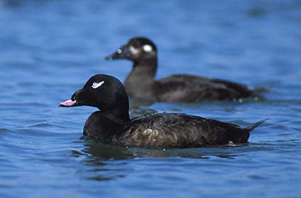 White-winged Scoter (Melanitta deglandi) photo image