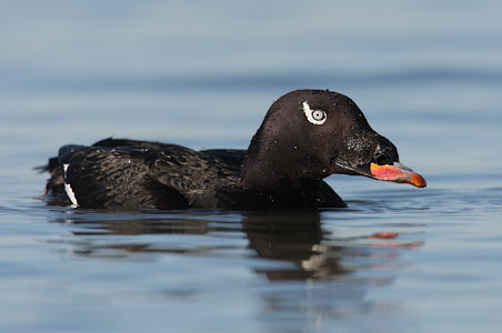 White-winged Scoter (Melanitta deglandi) photo image