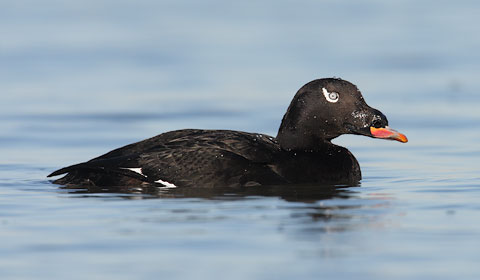White-winged Scoter (Melanitta deglandi) photo image