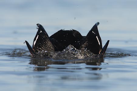 White-winged Scoter (Melanitta deglandi) photo image