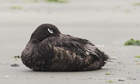 White-winged Scoter (Melanitta deglandi) photo image
