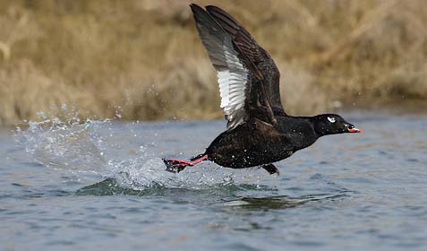 White-winged Scoter (Melanitta deglandi) photo image
