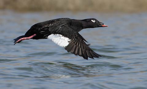 White-winged Scoter (Melanitta deglandi) photo image