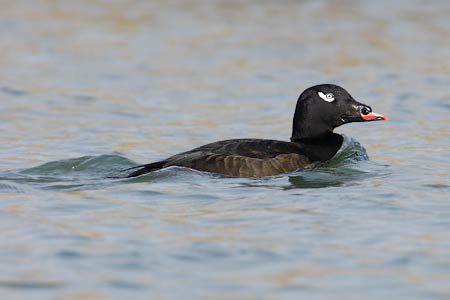 White-winged Scoter (Melanitta deglandi) photo image
