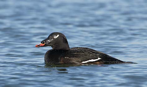 White-winged Scoter (Melanitta deglandi) photo image