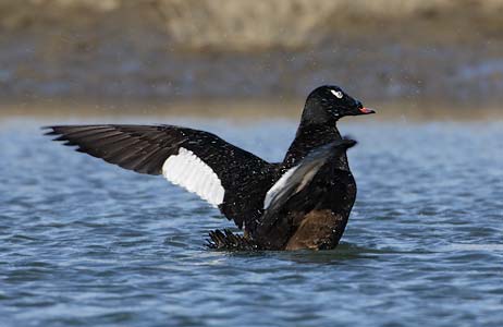 White-winged Scoter (Melanitta deglandi) photo image