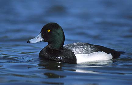Greater Scaup (Aythya marila) photo image