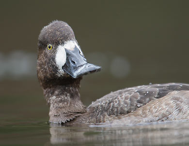 Greater Scaup (Aythya marila) photo image