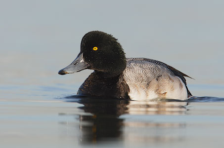 Greater Scaup (Aythya marila) photo image