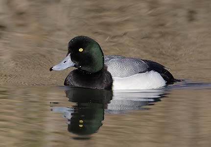 Greater Scaup (Aythya marila) photo image