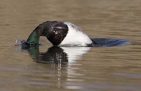 Greater Scaup (Aythya marila) photo image
