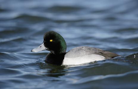 Greater Scaup (Aythya marila) photo image
