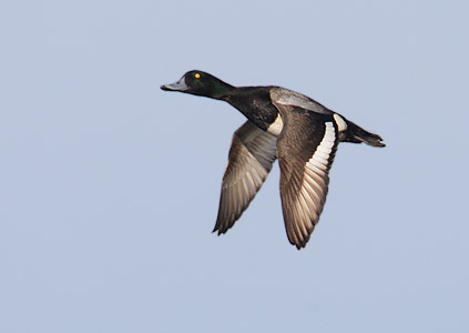 Greater Scaup (Aythya marila) photo image