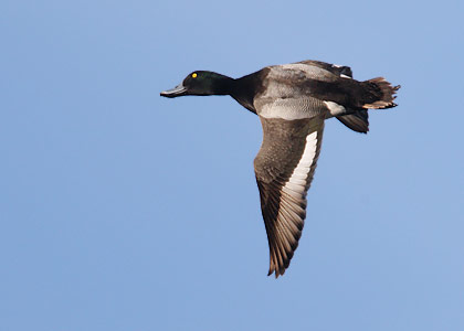 Greater Scaup (Aythya marila) photo image