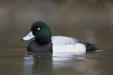 Greater Scaup (Aythya marila) photo image