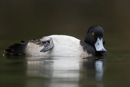 Greater Scaup (Aythya marila) photo image