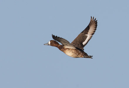 Greater Scaup (Aythya marila) photo image