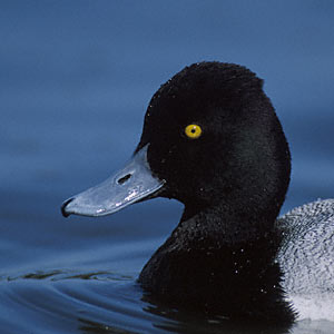 Lesser Scaup (Aythya affinis) photo image