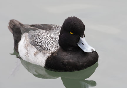 Lesser Scaup (Aythya affinis) photo image