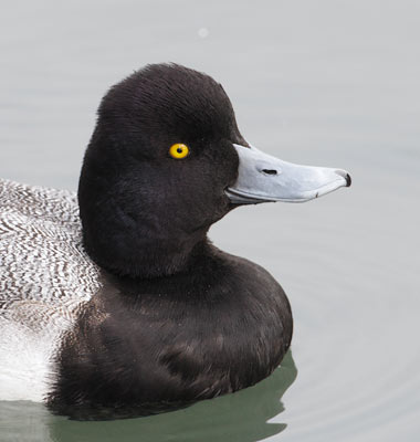 Lesser Scaup (Aythya affinis) photo image